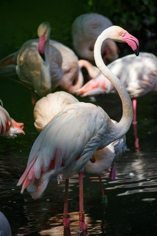 Flamingo Ingo stands in the sunlight in a small lake next to his fellow flamingos at Berlin Zoo, Aug. 23, 2018. The Berlin Zoo is mourning Ingo the Flamingo, its oldest resident, who has died at what is thought to be at least 75 and had lived there since the mid-1950s. The zoo announced Ingo's death at an “imposing” age in social media posts on Wednesday, Feb. 8, 2024. (Gregor Fischer/dpa via AP)
