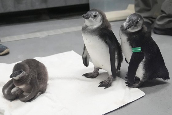 An African penguin chick, left, born in January, sits on a towel next to Nelson, middle, and Alice, both born in November 2023, at the California Academy of Sciences in San Francisco, on Feb. 8. (Jeff Chiu / The Associated Press files)