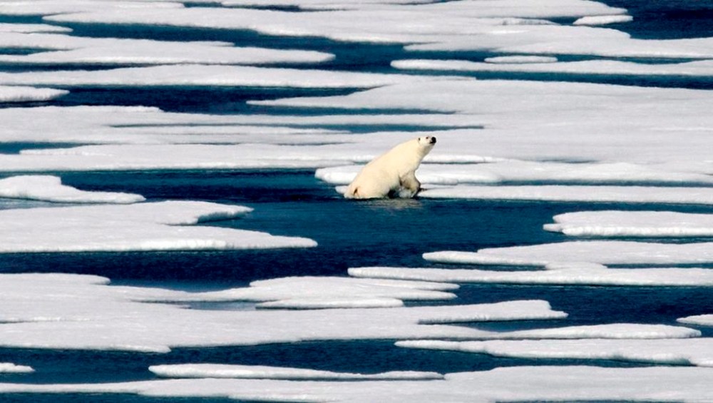 Polar bears along Hudson Bay stranded on land by a lengthening summer tried everything to feed themselves, from swimming after seal carcasses to munching on caribou antlers. A polar bear climbs out of the water to walk on the ice in the Franklin Strait in the Canadian Arctic Archipelago Saturday, July 22, 2017. THE CANADIAN PRESS/AP-David Goldman