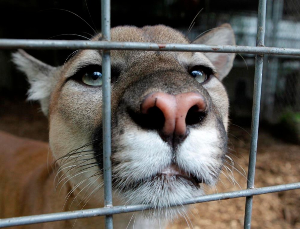 A wilderness area in Banff National Park has been closed after an apparent cougar attack left one person with non-critical injuries. A cougar watches from an enclosure at Stump Hill Farm in Massillon, Ohio min an Aug.25, 2010 file photo. THE CANADIAN PRESS/AP/Mark Duncan