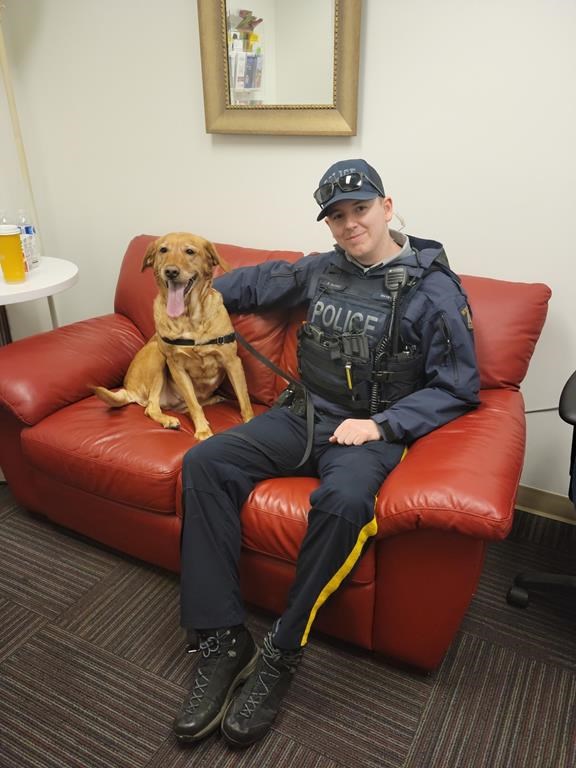 A North Vancouver RCMP officer and six-year-old golden retriever Amber are shown in this handout image. North Vancouver RCMP have arrested a suspect in relation to a stolen dog investigation. THE CANADIAN PRESS/HO-RCMP *MANDATORY CREDIT *