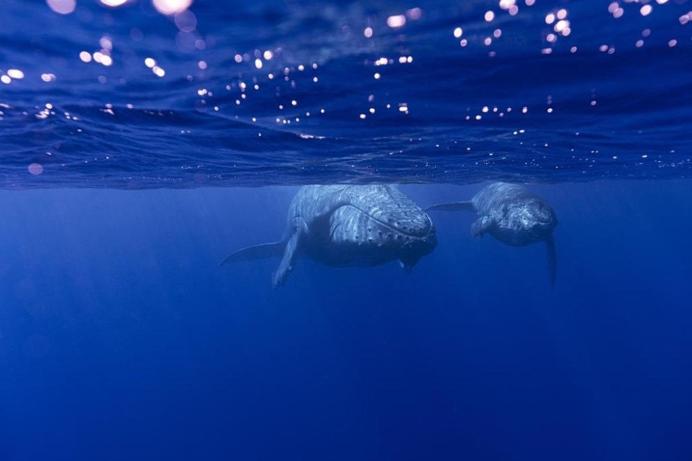 This photo provided by Samuel Lam shows a humpback whale and her calf in Rurutu, French Polynesia in September 2022. Humpbacks are known to compose elaborate songs that travel across oceans and whale pods. (Samuel Lam via AP)