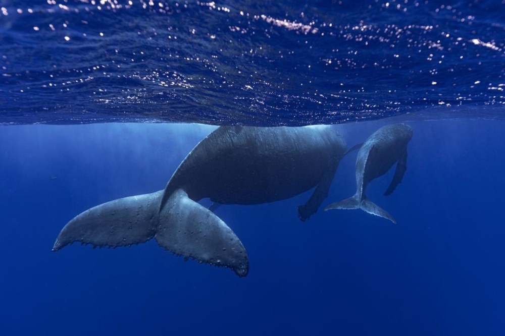 This photo provided by Samuel Lam shows a humpback whale and her calf in Rurutu, French Polynesia in September 2022. Humpbacks are known to compose elaborate songs that travel across oceans and whale pods. (Samuel Lam via AP)