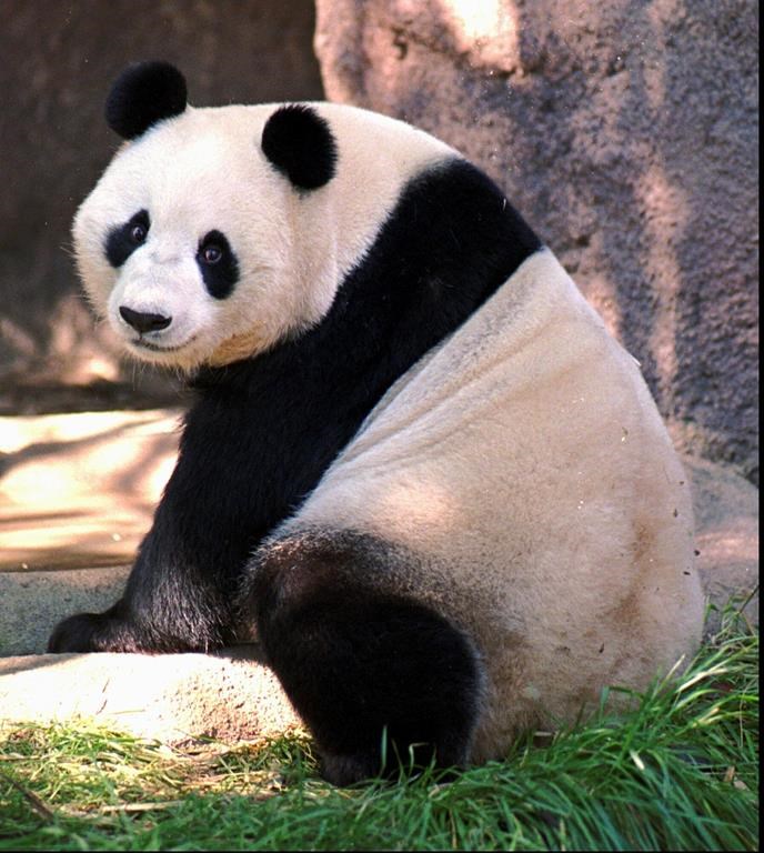 FILE--Bai Yun, one of two giant pandas on exhibit at the San Diego Zoo, looks towards the crowd on Nov. 1, 1996, in San Diego. China is working on sending a new pair of giant pandas to the San Diego Zoo, renewing its longstanding gesture of friendship toward the United States after nearly all the iconic bears in the U.S. were returned to the Asian country in recent years amid rocky relations between the two nations. San Diego sent back its last pandas to China in 2019. (AP Photo/Denis Poroy,File)