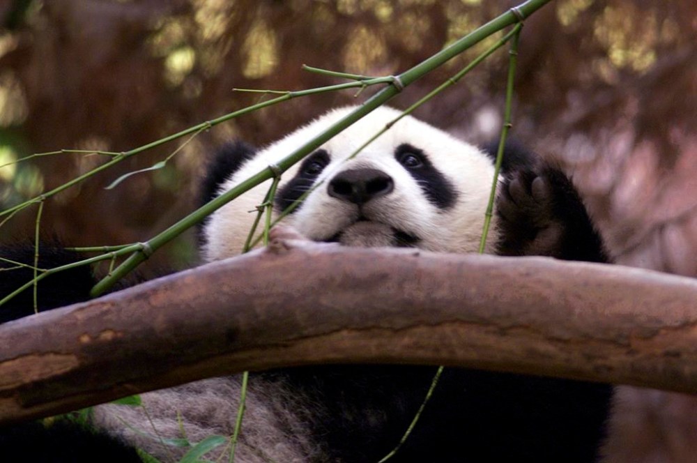 FILE - Hua Mei, the baby panda at the San Diego Zoo, peeks over a branch while enjoying a bamboo breakfast at the Zoo, on Aug. 15, 2000, in San Diego. China is working on sending a new pair of giant pandas to the San Diego Zoo, renewing its longstanding gesture of friendship toward the United States after nearly all the iconic bears in the U.S. were returned to the Asian country in recent years amid rocky relations between the two nations. San Diego sent its last pandas back to China in 2019. (AP Photo/Lenny Ignelzi, file)
