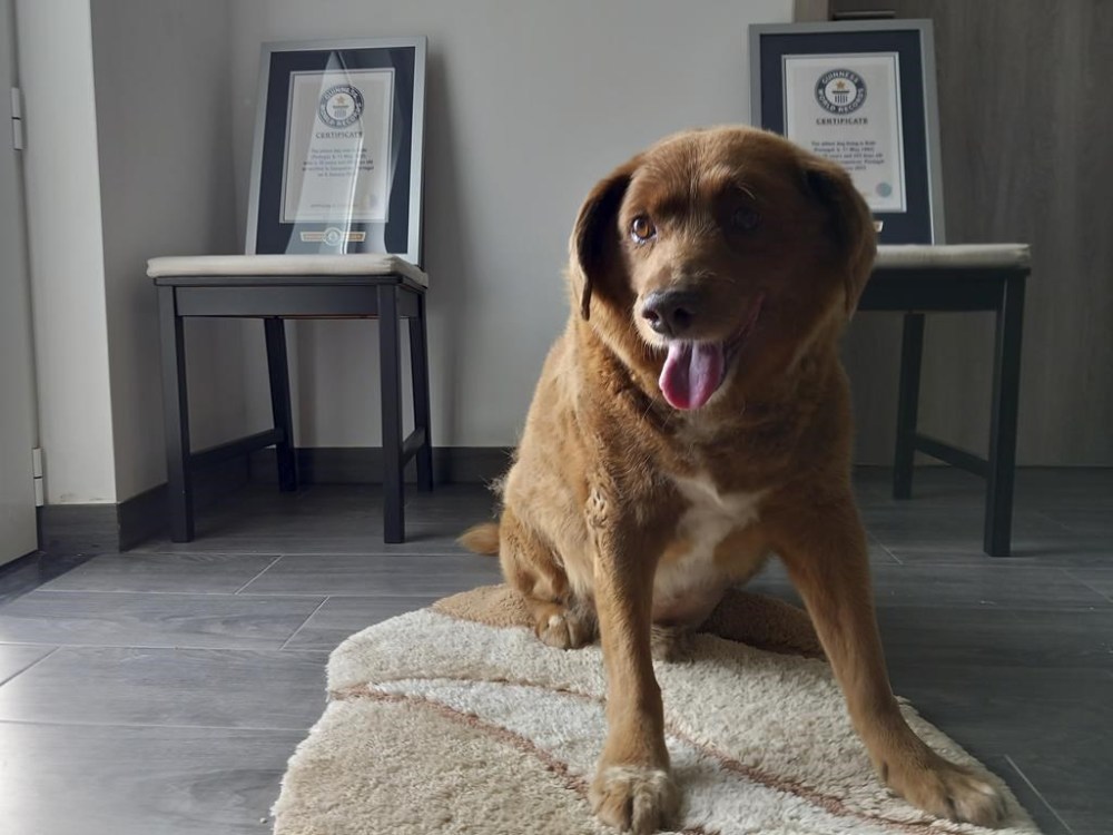 FILE - Bobi, a purebred Rafeiro do Alentejo Portuguese dog, poses for a photo with his Guinness World Record certificates for the oldest dog, at his home in Conqueiros, central Portugal, May 20, 2023. Guinness World Records has ruled against a Portuguese dog that died last year keeping the title of oldest canine ever. GWR said Thursday Feb. 22, 2024, that following a review it no longer has the evidence it needs to support Bobi’s claim as the record holder. (AP Photo/Jorge Jeronimo, File)