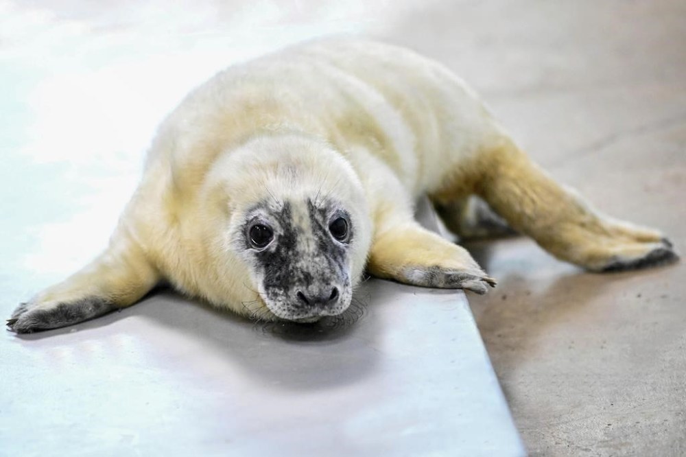This recent image provided by the Brookfield Zoo shows a male grey seal pup born on Feb. 17, 2024, at the Brookfield Zoo in Brookfield, Ill. Zoo officials say a grey seal found stranded and blind more than a decade ago on an island in Maine has given birth at a Chicago-area zoo and is now “a very attentive mother