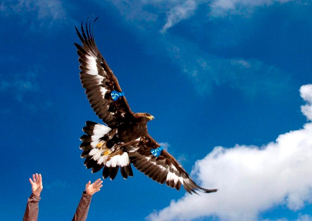 FILE - A young golden eagle is released above Rogers Pass by a wildlife biologist on Oct. 6, 2005, near Lincoln, Mont. A Washington state man accused of helping kill more than 3,000 birds including eagles on a Montana Indian reservation then illegally selling their parts intends to plead guilty to federal criminal charges. (Michael Gallacher/The Missoulian via AP, File)