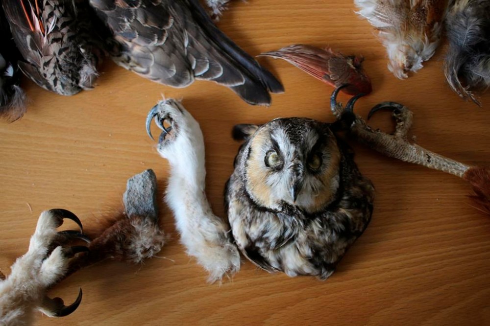 Non-eagle bird carcasses and bird feathers are stored at the Liberty Wildlife Non-Eagle Feather Repository in Phoenix, Tuesday, Feb. 27, 2024. Citizens of federally recognized Native American tribes who are 18 and older can request items from the repository for religious and ceremonial purposes. (AP Photo/Cheyanne Mumphrey)