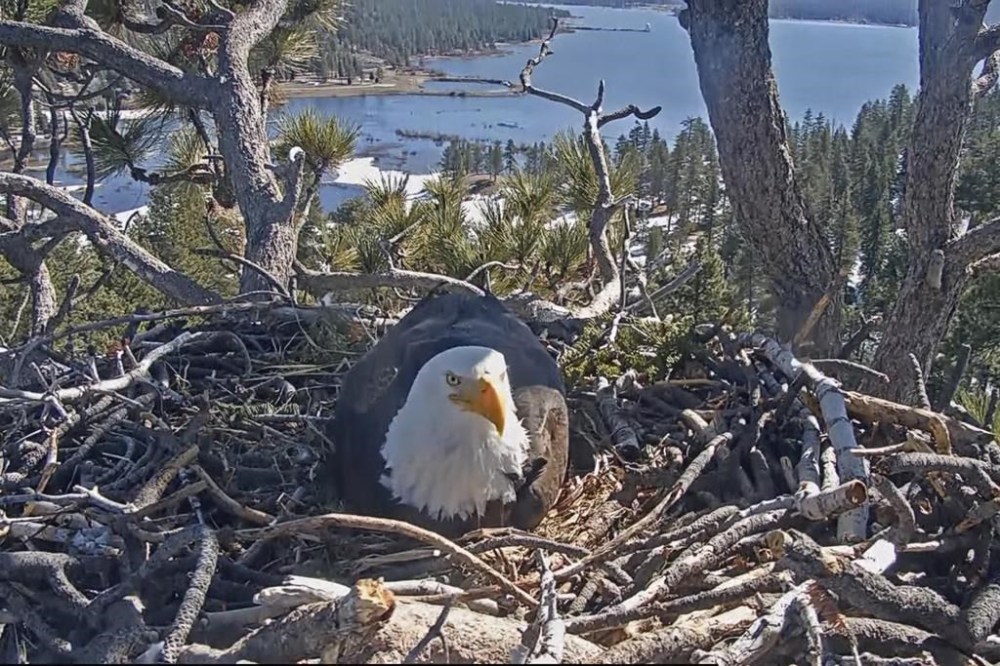 In this remote camera image released by Friends of Big Bear Valley, is a bald eagle in a nest atop at tree overlooking Big Bear Lake in the San Bernardino Mountains in southern Calif., Thursday, Feb. 29, 2024. Three bald eagle chicks could emerge this week from eggs laid in the nest. A nest camera set up by Friends of Big Bear Valley monitors the eagles and draws lots of views from eagle enthusiasts. (Friends of Big Bear Valley via AP)