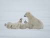 JESSICA LEE / FREE PRESS FILES
                                Polar bears are an integral part of the $41.7-million boost Churchill tourism provides Manitoba&rsquo;s economy, Travel Manitoba says.