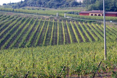 Martino Masotto / The Associated Press files
                                The Soave region of Veneto in northern Italy is known for its whites made from the Garganega grape; styles can range from simple, light and fresh to richer and more complex.