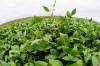 Nati Harnik / The Associated Press files
                                Global demand for soybean oil and protein is strong, advocates say. However, there is an issue in bringing enough highly skilled workers into the rural areas, researchers say.