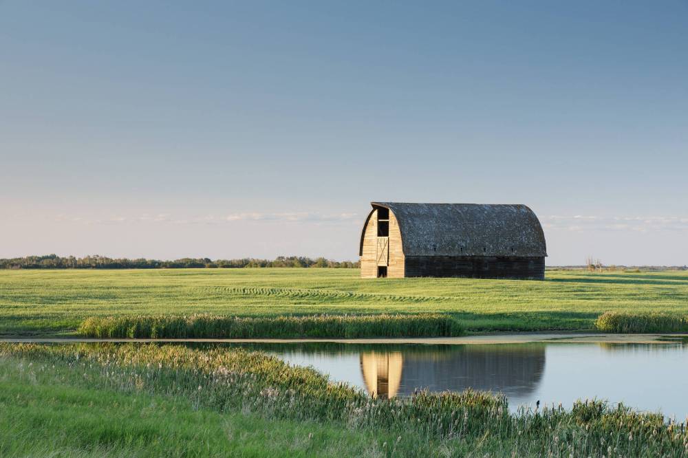 BRANIMIR GJETVAJ PHOTO
The “Prairie pothole region” is one of the most altered landscapes on Earth, having been converted to farms growing corn, cereal, oil, hay and pulse crops.