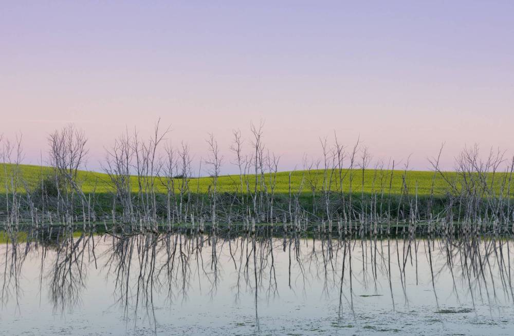 BRANIMIR GJETVAJ PHOTO 
Wetland is lined with dead trees and flowering canola east of Biggar, Sask.