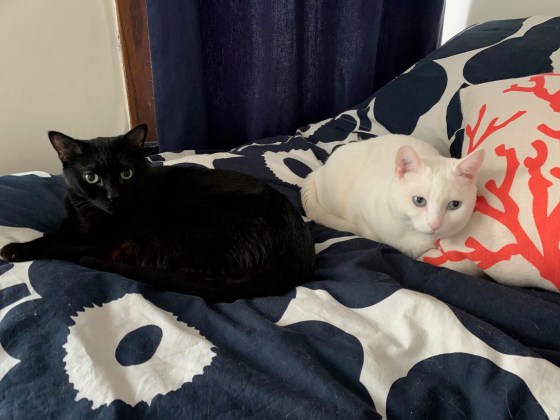 After three months of happy cohabitation with Free Press arts and life editor Jill Wilson, Toby (left) and Daisy are ready to find their 'fur-ever' home. (Supplied)
