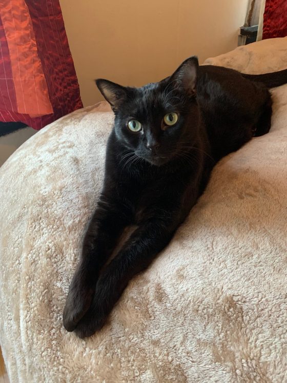 Toby purrs like a lawnmower for hours. (Supplied)