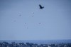 Parachutes drop supplies into the northern Gaza Strip, as seen from southern Israel , Sunday, March 10, 2024. (AP Photo/Ariel Schalit)