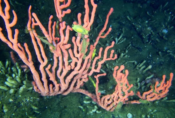 Fish swim amidst pink coral in the Lophelia Reef, located in the Finlayson Channel of the British Columbia coast. (Fisheries and Oceans Canada)