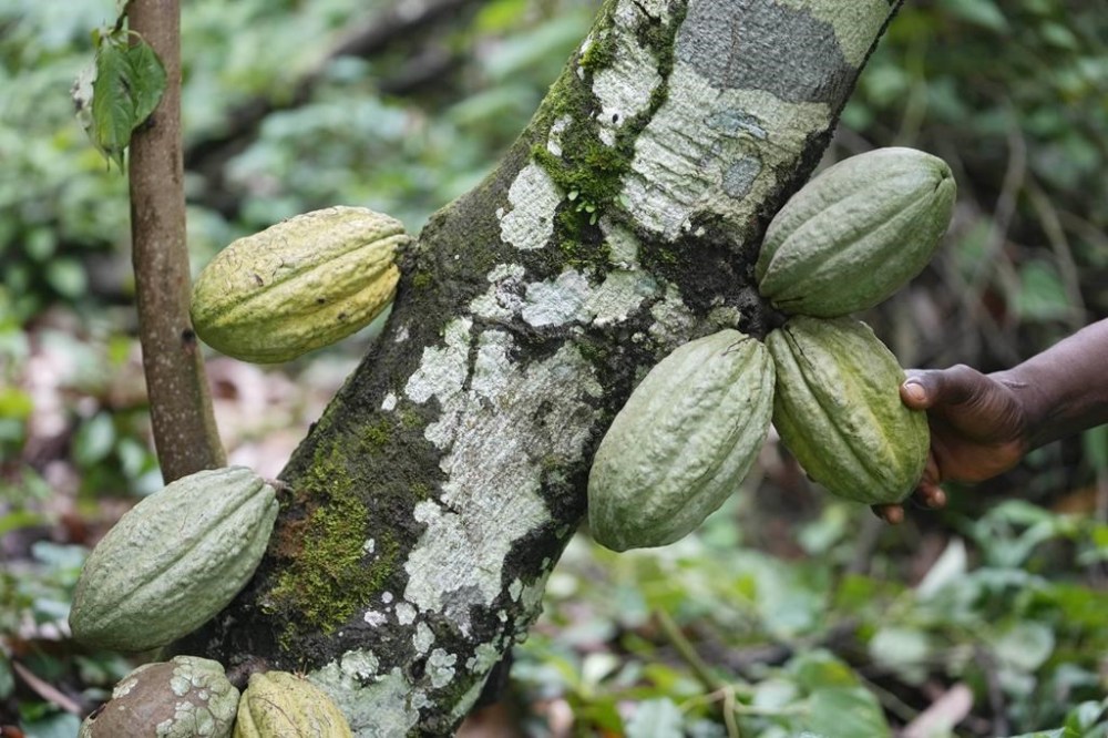 A farmer checks cocoa pods at his farm inside the conservation zone in the Omo Forest Reserve in Nigeria Wednesday, Aug. 2, 2023. Higher chocolate prices this Easter after bad crops on the other side of the world are just the latest example of disruptions in the food supply chain, of which experts say consumers are increasingly becoming aware. THE CANADIAN PRESS/AP, Sunday Alamba