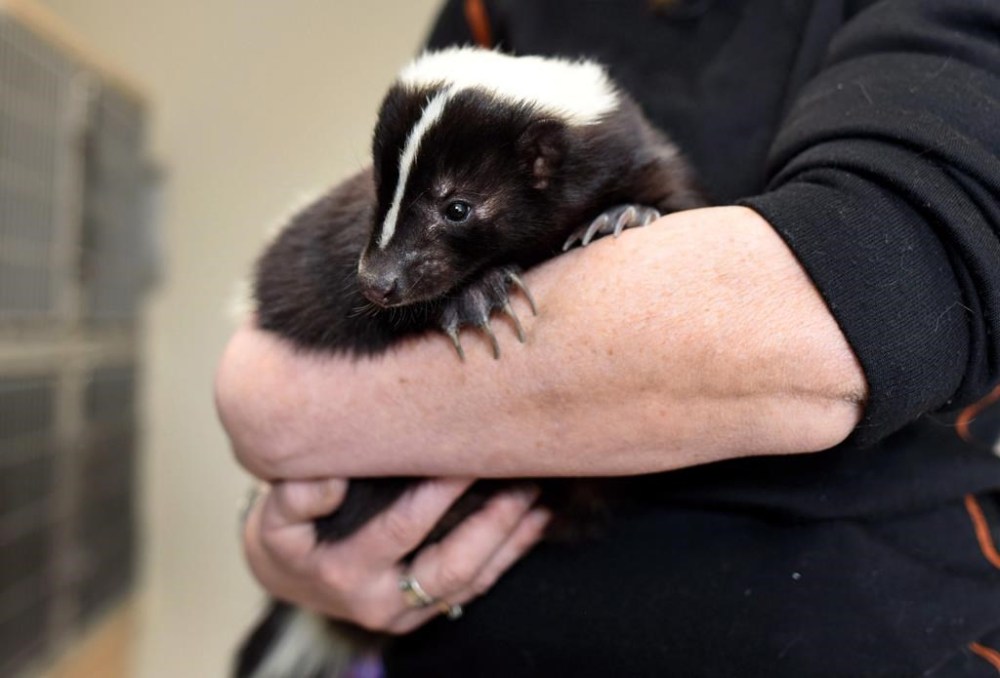 A shunk is shown at the animal rehabilitation facility in Seaforth, N.S. Slavko Babincak was getting some strange looks while he was tooling around town one day and he couldn't figure out why.