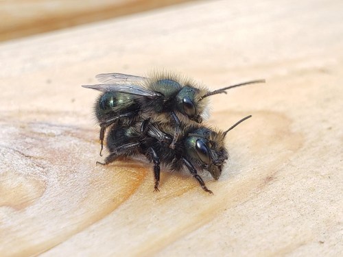 Mason bees are shown in this undated handout photo. West Vancouver Memorial Library has a bee lending program where participants can borrow a mason bee 