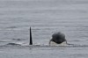 Two Bigg's killer whales swim toward a Pacific Whale Watch Association vessel on May 4, 2022, near Whidbey Island in Washington state. A B.C. marine non-profit says a Bigg's killer whale died in shallow waters near the Vancouver Island village of Zeballos over the weekend. THE CANADIAN PRESS/AP-Ted S. Warren