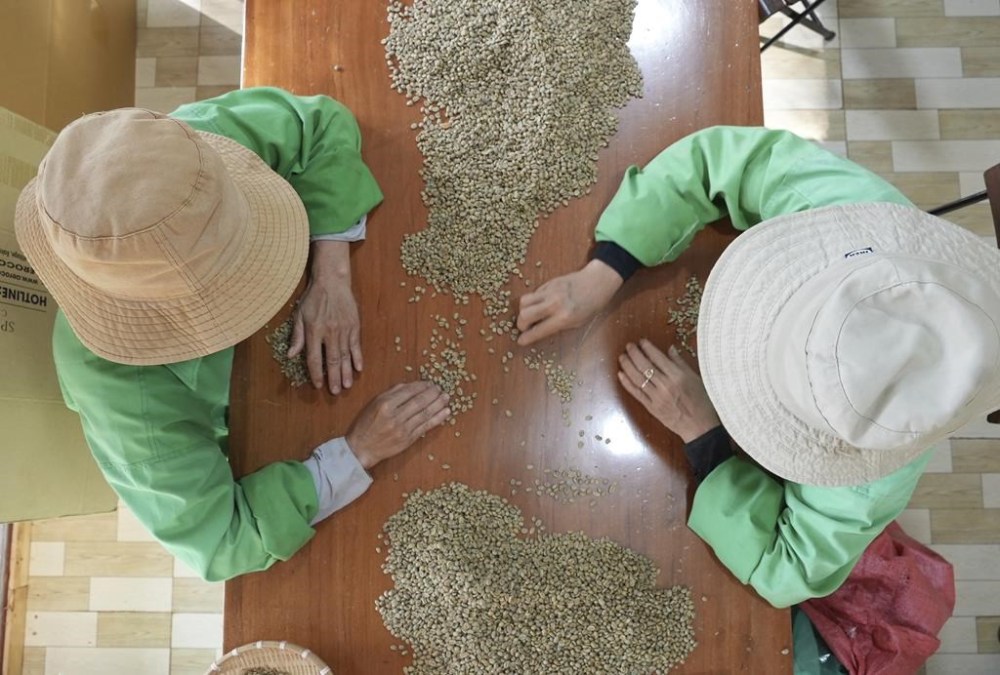 Workers sort and grade coffee beans at a coffee factory in Dak Lak province, Vietnam, on Feb. 1, 2024. New European Union rules aimed at stopping deforestation are reordering supply chains. An expert said that there are going to be