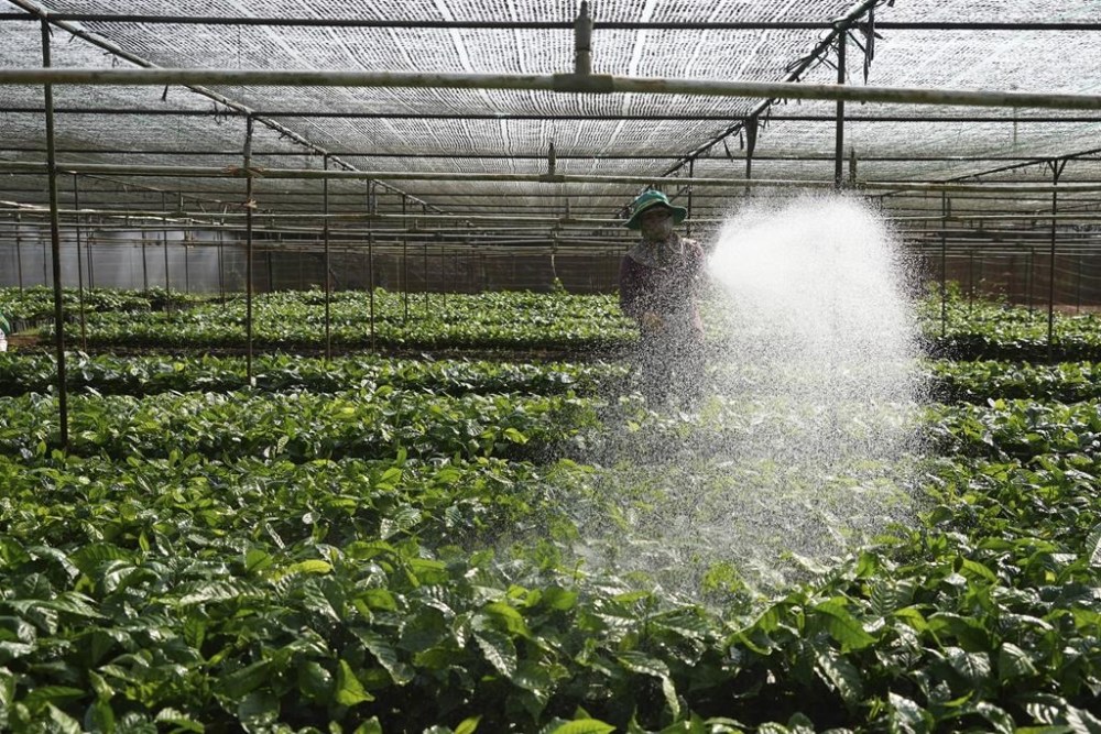 A worker waters coffee plants at a nursery garden in Dak Lak province, Vietnam on Feb. 2, 2024. New European Union rules aimed at stopping deforestation are reordering supply chains. An expert said that there are going to be