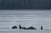 Intense efforts are underway to reunite an orca calf with its family pod after its mother was stranded and died in a tidal lagoon near the remote northern Vancouver Island village of Zeballos. A group of Bigg's killer whales swims together as seen from a Pacific Whale Watch Association vessel on May 4, 2022, near Whidbey Island in Washington state. THE CANADIAN PRESS/AP-Ted S. Warren