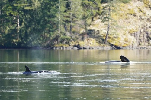 A dead killer whale and its calf are shown in a lagoon near Zeballos, B.C., in a handout photo. A marine scientist says a necropsy performed on female killer whale that died after being stranded in a lagoon with its two-year-old orca calf was pregnant. THE CANADIAN PRESS/HO-Jared Towers, Bay Cetology **MANDATORY CREDIT**
