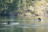 A killer whale and its calf are shown in a lagoon near Zeballos, B.C., in a handout photo. A marine scientist says he expects rescue efforts to help coax a stranded killer whale calf from a shallow lagoon off northern Vancouver Island into the open ocean to continue today despite federal Fisheries Department concerns about limited opportunities due to changing tidal flows. THE CANADIAN PRESS/HO-Jared Towers, Bay Cetology **MANDATORY CREDIT**