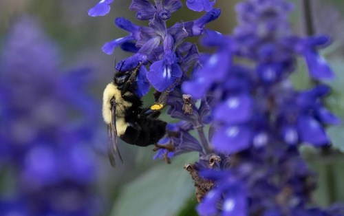 A bee is seen on a flower in downtown Ottawa onTuesday, Sept. 5, 2023. A study suggests climate change will drive a massive shift in the the birds, bugs and other critters that live alongside humans in 60 cities across North America. THE CANADIAN PRESS/Adrian Wyld