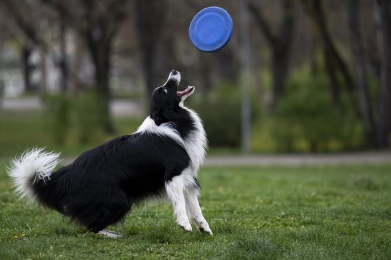 Houdini, a border collie, plays with his frisbee at the City Park in Budapest, Hungary, in March. (Denes Erdos / The Associated Press files)