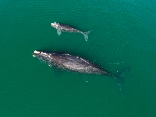An international environmental organization says it is concerning that at least three of the 19 North Atlantic right whale calves born this season have died this year. This Jan. 19, 2021 photo provided by the Georgia Department of Natural Resources shows a North Atlantic right whale mother and calf in waters near Wassaw Island, Ga. THE CANADIAN PRESS/AP-Georgia Department of Natural Resources/NOAA Permit #20556 via AP