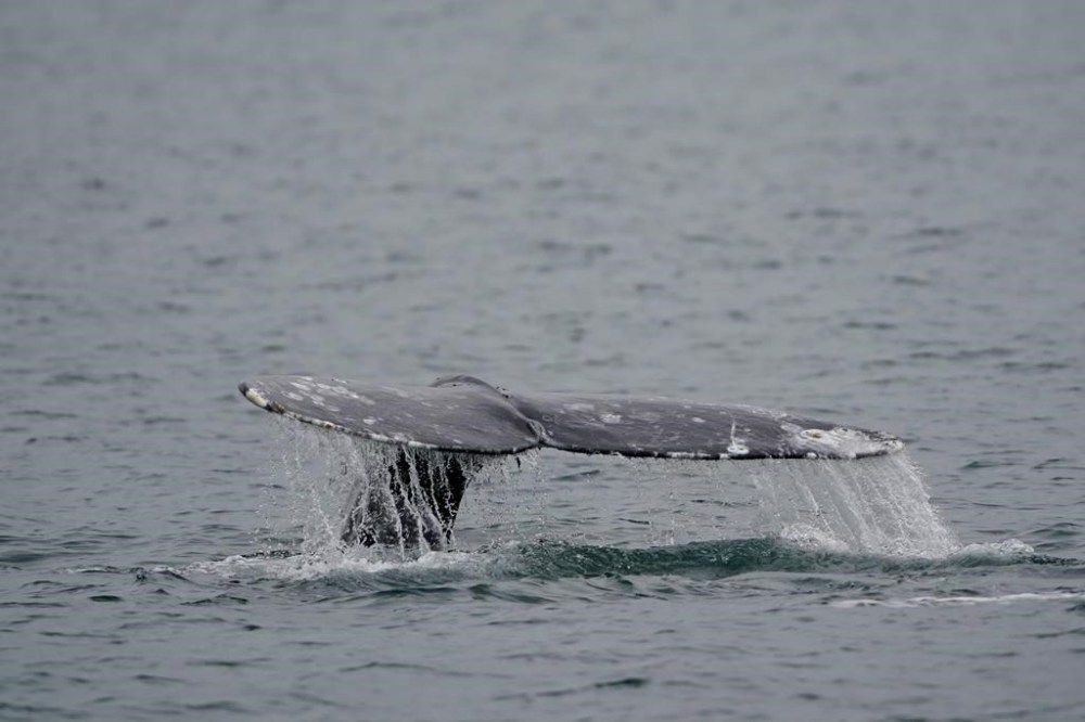 FILE - A gray whale dives near Whidbey Island as seen from a Pacific Whale Watch Association vessel, May 4, 2022, in Washington state. Federal researchers indicate the gray whale population along the West Coast is showing signs of recovery five years after hundreds washed up dead on West Coast beaches, from Alaska to Mexico. (AP Photo/Ted S. Warren, File)