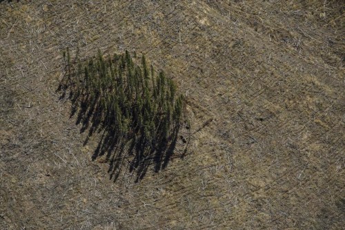 Nearly a dozen environmental groups are calling on the federal government to expand its review of Canada's forestry sector emissions, saying the current scope fails to address their concerns about underreporting. Logged areas within the Valory Resources Black Eagle Mining Corporation site west of Rocky Mountain House, Alta., Tuesday, June 1, 2021. THE CANADIAN PRESS/Amber Bracken