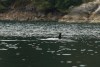 The orphaned orca calf in a lagoon near Zeballos, B.C., on Monday April 1, 2024. A stranded killer whale calf is showing signs of regular activity as it breaches every seven to 10 minutes in a lagoon near the northern Vancouver Island village of Zeballos. The two-year-old orca has been alone in the lagoon near Little Espinosa Inlet since March 23 when its mother became trapped by the low tide and died on the rocky beach.THE CANADIAN PRESS/Chad Hipolito