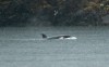 An orphaned orca calf is shown in a lagoon near Zeballos, B.C., on Tuesday April 2, 2024. The two year-old orca has been alone in the tidal lagoon near Little Espinosa Inlet since March 23 when its pregnant mother became trapped by the low tide and died on the rocky beach. THE CANADIAN PRESS/Chad Hipolito