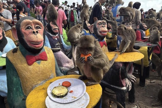 Monkeys eat fruit during a monkey feast festival in Lopburi province, Thailand. (Chalida EKvitthayavechnukul / The Associated Press files)