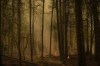 A global forest study says Canadian wildfires last year were 
