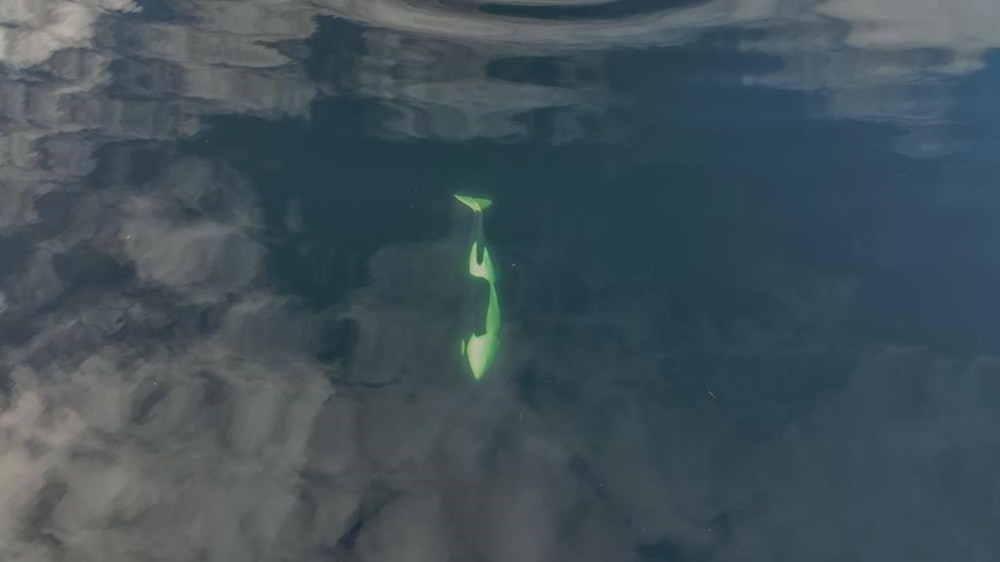 An orphaned killer whale calf stranded in a lagoon near Zeballos, B.C. swims in this April 2024 handout drone photo. The young killer whale stranded in the lagoon off Vancouver Island is a girl. A statement from the Fisheries Department on Friday says drone images have determined that the calf given the First Nation name Kiisahi?is, or Brave Little Hunter, is female. THE CANADIAN PRESS/HO, Fisheries and Oceans Canada *MANDATORY CREDIT*