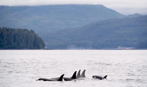 The Vancouver-based non-profit Ocean Wise says underwater microphones will be used to help protect whales from collisions with ships off British Columbia's coast. Killer whales play in Chatham Sound near Prince Rupert, B.C., Friday, June, 22, 2018. THE CANADIAN PRESS Jonathan Hayward