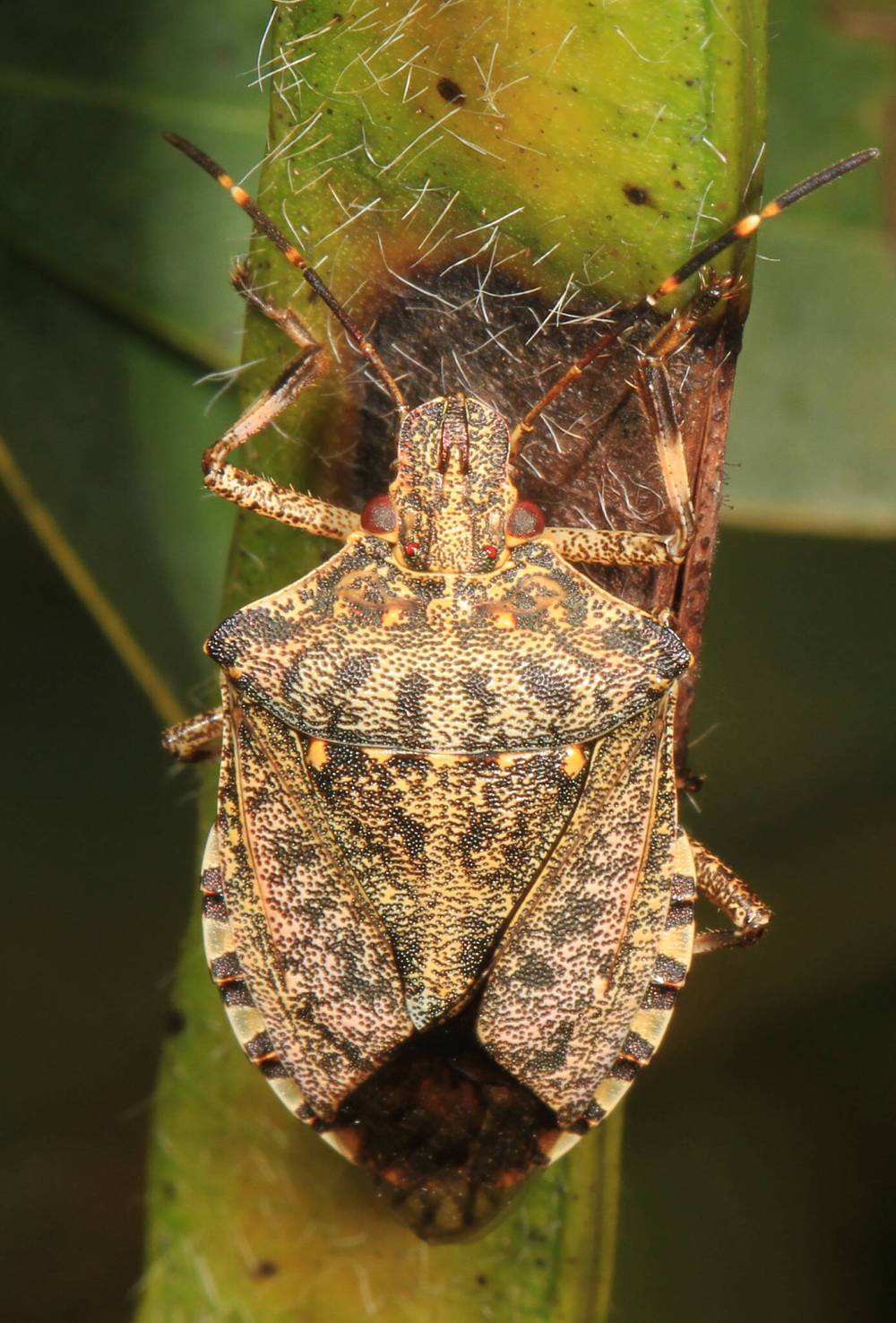 Judy Gallagher / Wikimedia Commons
Learn how to identify each one of the invasive insect species that have the potential to establish in Manitoba such as the brown marmorated stink bug.