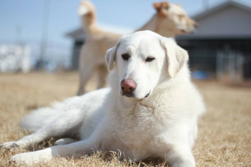 The Manitoba Veterinary Medical Association’s new limited access program will help to inoculate and deworm dogs in remote and First Nations communities starting in June. (File)