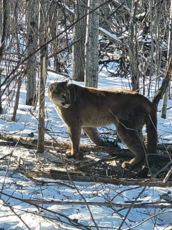 A live cougar was caught near Duck Mountain Provincial Park. (Supplied)