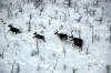 Supplied photo
                                Boreal woodland caribou have been listed as a threatened species both provincially and federally since the early 2000s.