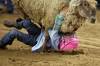 Tim Smith Brandon Sun Files
                                This year’s Royal Manitoba Winter Fair is approaching, and politicians will be making the annual pilgramage. From last years’s fair, a sheep tramples a young rider during the mutton busting event.