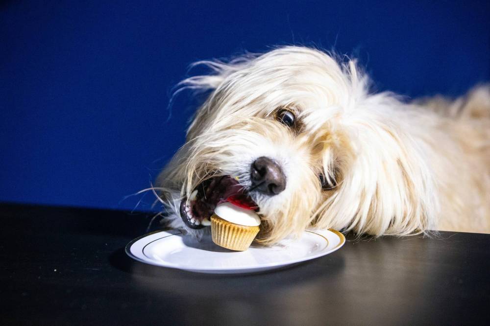 MIKAELA MACKENZIE / FREE PRESS
No bones about it, Oliver enjoys the cupcakes from Planet Pup.