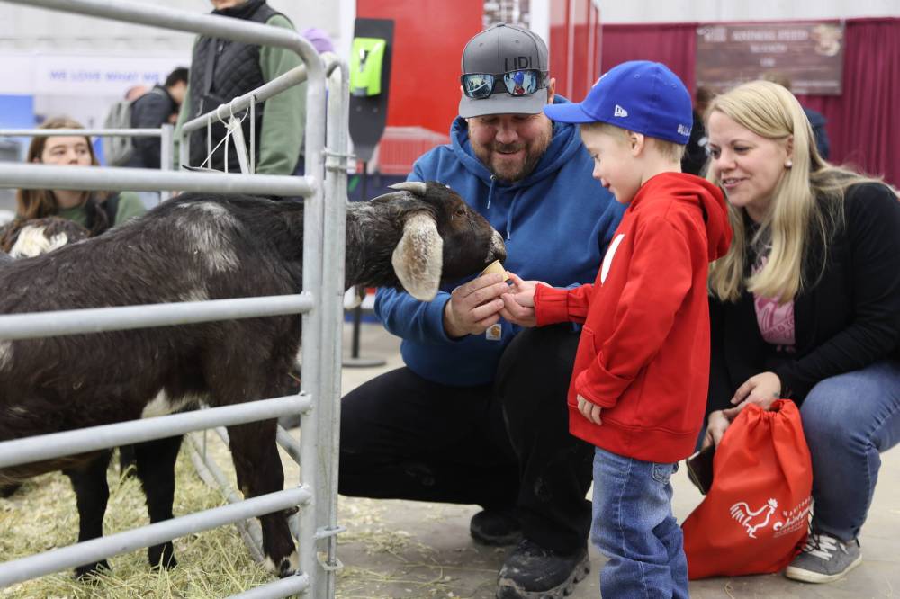 Three-and-a-half-year-old Lincoln Cuvelier feeds a goat in the the Royal Farm Yard petting zoo at the Royal Manitoba Winter Fair on Monday. (Michele McDougall / The Brandon Sun)